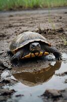 A turtle approaches a small puddle on a muddy surface, showcasing its unique shell and features. photo