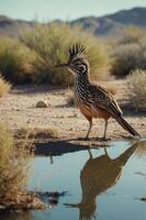 A bird with a distinctive crest stands by a reflective pool in a desert landscape. photo