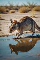 A small animal drinking from a shallow puddle, reflecting its image in the water. photo