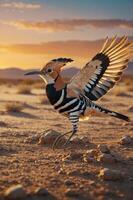 A colorful bird with a distinctive crest stands on the ground against a sunset backdrop. photo