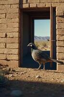 A quail stands near an open door of a rustic building in a desert landscape. photo