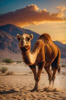 A camel stands in a desert landscape during sunset, showcasing its unique features. photo