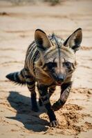 A striped hyena running across sandy terrain, showcasing its unique fur pattern and features. photo