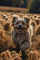 A joyful dog running through a field of golden straw, capturing a moment of happiness. photo