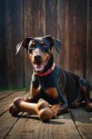 A happy Doberman lying on a wooden floor with a chew toy. photo