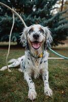 A happy dog lounging on grass with a playful expression. photo
