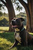 A happy dog sitting on grass with trees in the background, enjoying a sunny day. photo