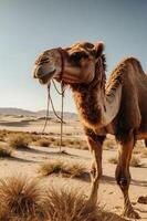 A camel stands in a desert landscape, showcasing its features against a scenic backdrop. photo