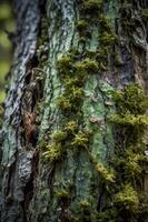 Close-up of a tree trunk covered in green moss and textured bark. photo