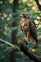 A majestic hawk perched on a branch in a lush forest setting. photo