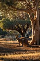 A kangaroo stands near a tree in a serene Australian landscape during golden hour. photo