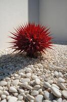 A vibrant red spiky plant surrounded by white pebbles in a minimalistic setting. photo