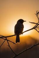 A silhouette of a bird perched on a branch against a sunset backdrop. photo