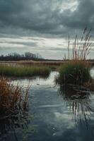 A serene wetland scene with tall grasses and a reflective water surface under cloudy skies. photo