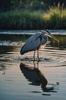 A heron wading in water, creating ripples and reflecting light during sunset. photo