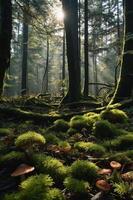 A serene forest scene with sunlight filtering through trees, highlighting moss and mushrooms. photo