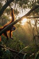 An orangutan hangs from a tree in a sunlit forest, showcasing its natural habitat. photo
