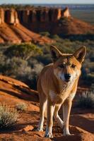 A dingo stands on red earth with rugged cliffs in the background, showcasing natural beauty. photo