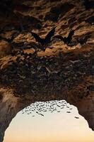 A large colony of bats flying out from a cave at sunset. photo