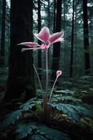 A delicate pink flower stands amidst a dark, misty forest, highlighting nature's beauty. photo