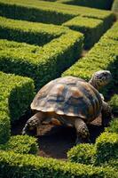 A tortoise navigating through a neatly trimmed hedge maze in a sunny garden setting. photo