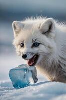 A close-up of a playful arctic fox interacting with a blue ice block in a snowy landscape. photo