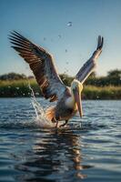 A pelican splashes in water, showcasing its wings and vibrant feathers in a natural setting. photo