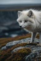 A close-up of a white arctic fox on rocky terrain with a blurred background. photo