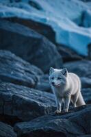 A solitary arctic fox stands on rocky terrain, showcasing its adaptation to a cold environment. photo