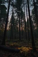 A serene forest scene at dusk, with tall trees and soft light filtering through the branches. photo