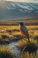 A vibrant bird stands in a grassy landscape, illuminated by soft sunlight. photo