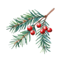 Winter Watercolor christmas tree yew twig with red berries on transparent background png