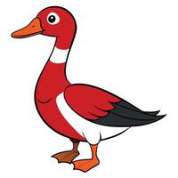 A cartoon duck with red and white feathers vector