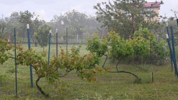 Blurred raindrops and hail of storm shower in orchard with grape growing and fruit trees. Rainfall over grapevine bushes and green grass lawn in countryside garden video
