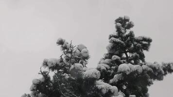Winter nature background with copy space. Low angle view from under lush conifer branches of high pine tree in snowfall. Fluffy snowflakes fall over snow covered coniferous trees in forest video