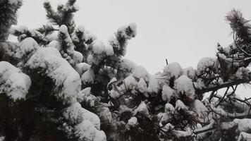 Winter nature panning background. Low angle view from under lush conifer branches of high pine tree in snowfall. Fluffy snowflakes fall over snow covered coniferous trees in forest. Winter holiday video