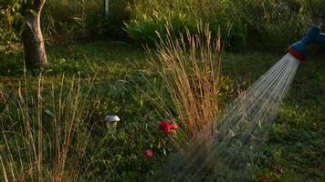 Garden hose sprinkler sprays water to garden flowers growing on flowerbed. Gardener watering plants in garden in golden hour sunlight video