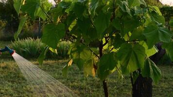 Man holds garden hose with sprinkler spraying water on sapling Paulownia tree on green lawn in golden hour sunlight. Water flows from hose and making shiny drops to watering trees in orchard video