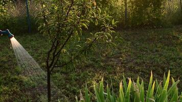 Garden hose sprinkler sprays water on sapling cherry tree and iris bush on flowerbed in golden hour sunlight. Water flows from hose and making shiny drops to watering and showering trees in orchard video