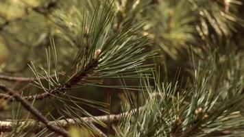 Closeup pine tree needles and branches sway in breeze in conifer forest. Coniferous tree branches shaking in wind. Woodland nature background video