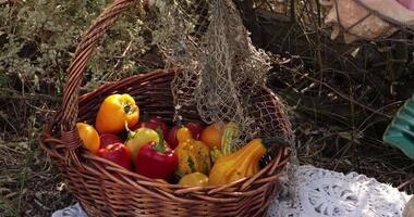 Pan view harvest still life of organic vegetables in vintage wicker basket with old fishnet under tree on in autumn. Thanksgiving still life with blue ceramic plates in shape of seashells video
