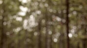 Out of focus background of pine tree dense forest. Coniferous trees blurred bokeh backdrop. Abstract nature background with copy space video