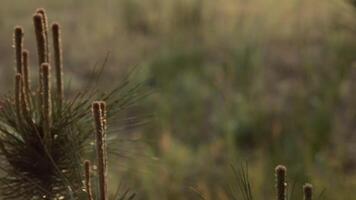 Panning closeup pine tree needles and branches in conifer forest. Coniferous tree branches with blurred bokeh backdrop. Nature background, camera moves right, rack focus to pine needles video