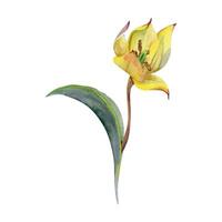 Spring bulb flower, red and yellow tulip with stem and green leaves, isolated botanical illustration hand drawn in watercolor. Single element object for wedding bouquet, florist shop, stationery. vector
