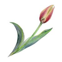 Spring bulb flower, yellow and red tulip bud with stem and green leaves, isolated botanical illustration hand drawn in watercolor. Single element object for wedding bouquet, florist shop, stationery. vector