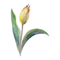 Spring bulb flower, red and yellow tulip bud with stem and green leaves, isolated botanical illustration hand drawn in watercolor. Single element object for wedding bouquet, florist shop, stationery. vector