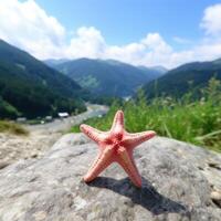 Starfish in the mountains photo