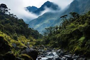 Lush Rainforest Landscape with Flowing Stream photo
