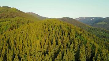 Landscape from a bird's eye view over mountain trees. Picturesque Christmas trees in the mountains. Drone flight over a mountain covered with beautiful Christmas trees. forest of Christmas trees video