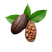 Cocoa pod with green leaves and cocoa beans on transparent background png